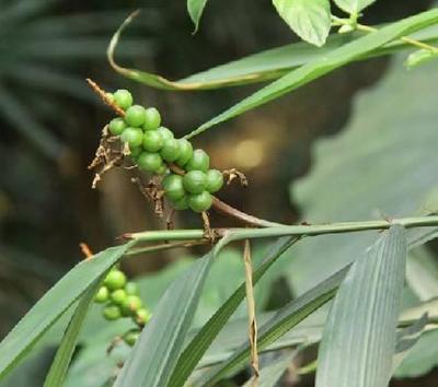 【代加工益智仁提取物 益智仁濃縮粉 藥食同源 植物提取物】價格,廠家,植物提取物